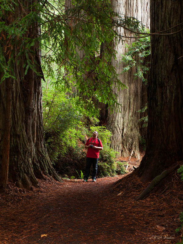 coast redwood guided tours at valley of redwoods