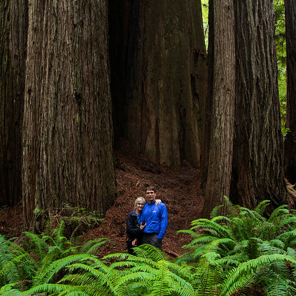 tourists on self guided redwood tour hike