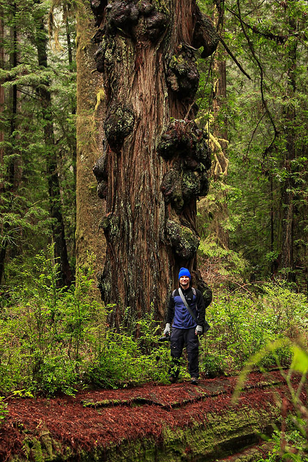 coast redwood guids tour in redwood groves