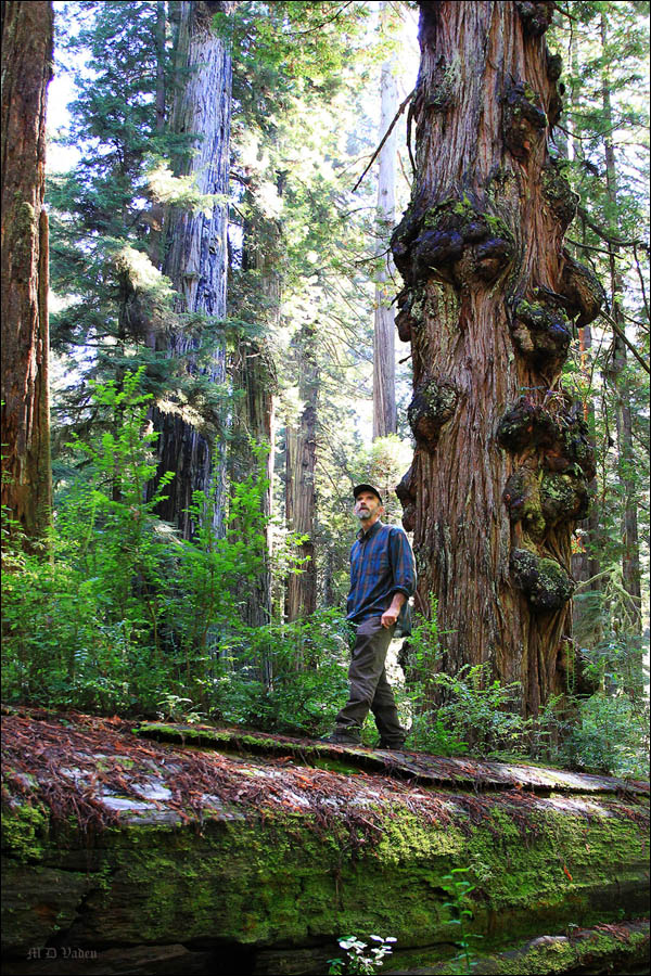 coast redwood tour guide information with Andrew Joslin
