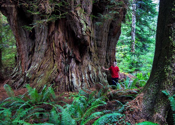  Coast Redwood guide tour wtih Chris Atkins