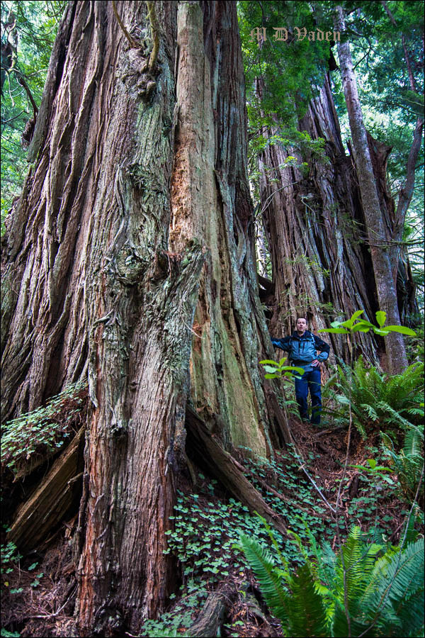 Thomas from Germany exploring the Coast Redwoods on self guided tour