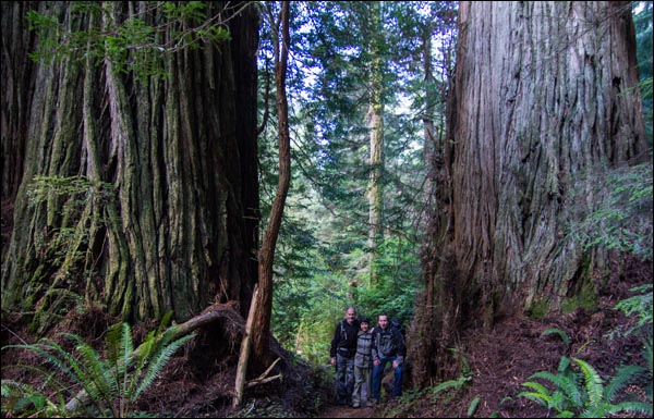 Coast Redwood tour and couple among huge Coast Redwood trees