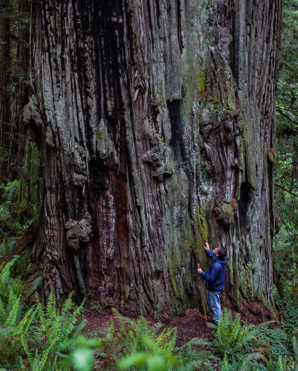 Hiker from Eureka exploring tour of coast redwood forest
