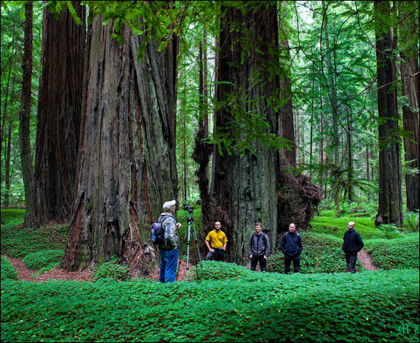 Coast Redwood Tour in the redwood forest