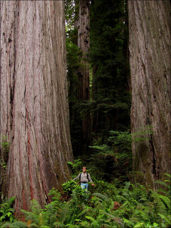 Michael Taylor discoverer world tallest redwood tour guides area