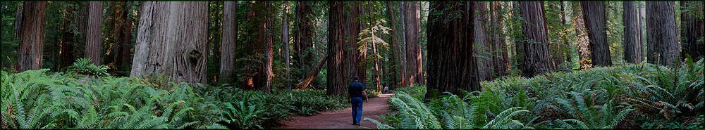 Photograph of Giant Redwoods in the Forest