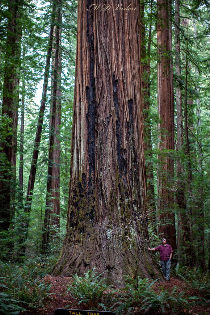Tall Tree or Rockefeller Redwood in Humboldt Redwoods State Park