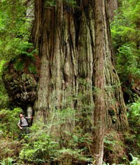 Redwood in Garden of Nature