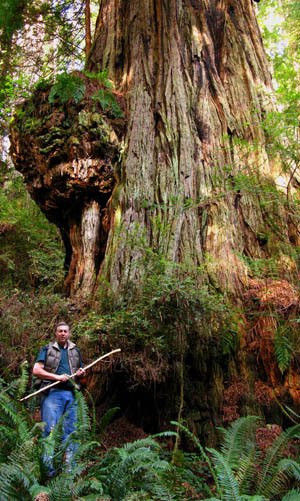 Adventure Tree in Prairie Creek Redwoods