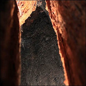 Stout Redwood trunk hole burned with fire