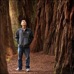 Man standing in Stout Grove looking up at Redwood trunks