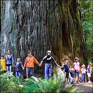 People standing in front of Stout Redwood