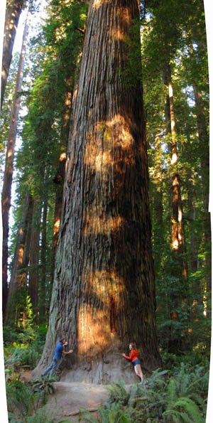 Del Norte Titan Coast Redwood discovered by Sillett and Taylor