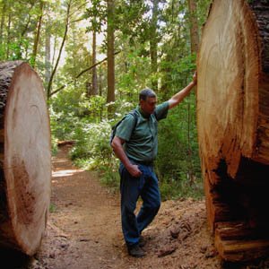 Tunnel through large fallen redwood in Redwood National Park