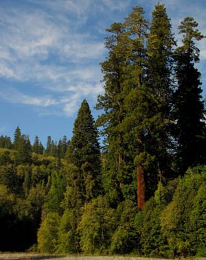 Redwood National Park Redwoods Grove