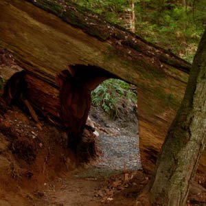 Tunnel through large fallen redwood in Redwood National Park
