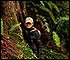 Tallest tree discovery