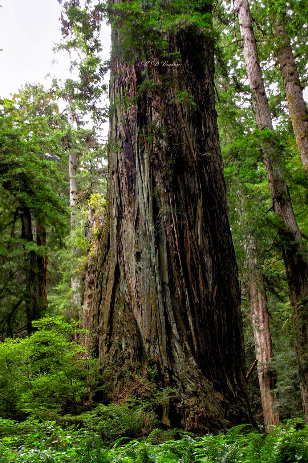 Terex Titan redwood near Redwood National Park showing half the trunk