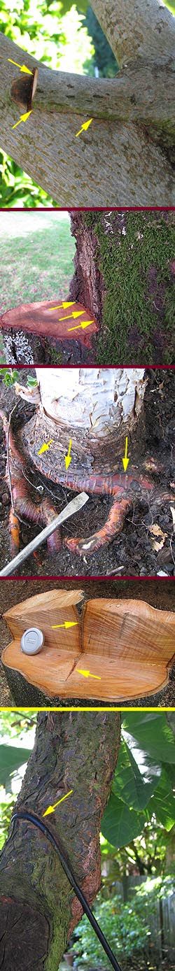 Redwood Tree Facts and Information