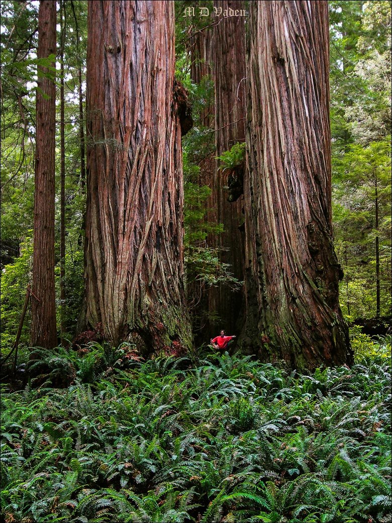Twin Towers of Redwood National and State Parks