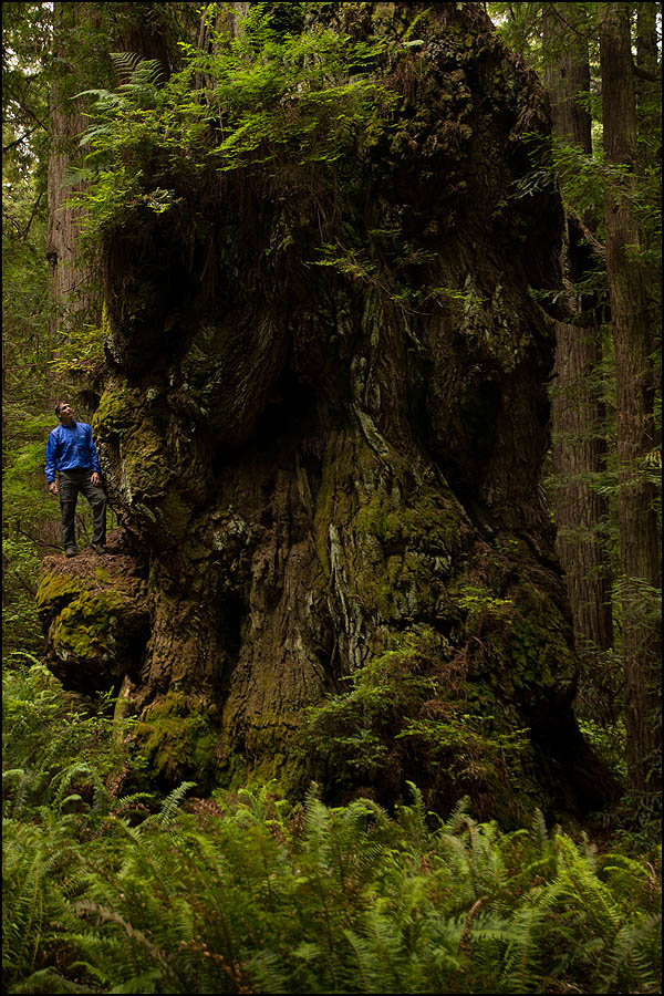coast redwood guided tour at valley of the lost groves