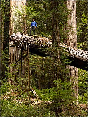 Letter about vaden arborist regarding redwood trees