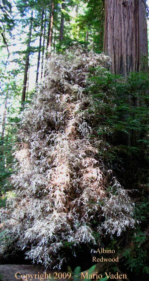Albino redwood in Humboldt Redwoods State Park
