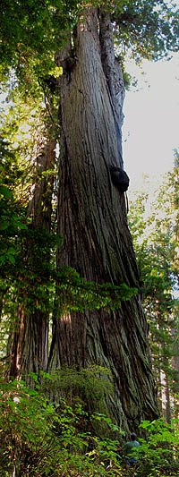 Arco Redwood, one of the Famous Redwoods, in Redwood National Park.