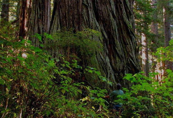 Atlas Tree Redwood in Atlas Grove, mentioned in The Wild Trees