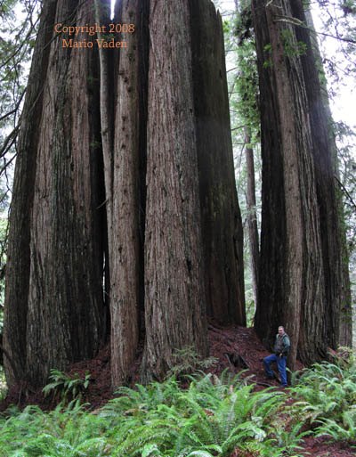 Big redwood in the groves trail