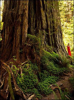 Redwoods in California