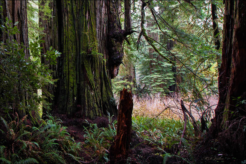 Coast Redwood Chesty Puller in Grove of Titans with Lost Monarch tree