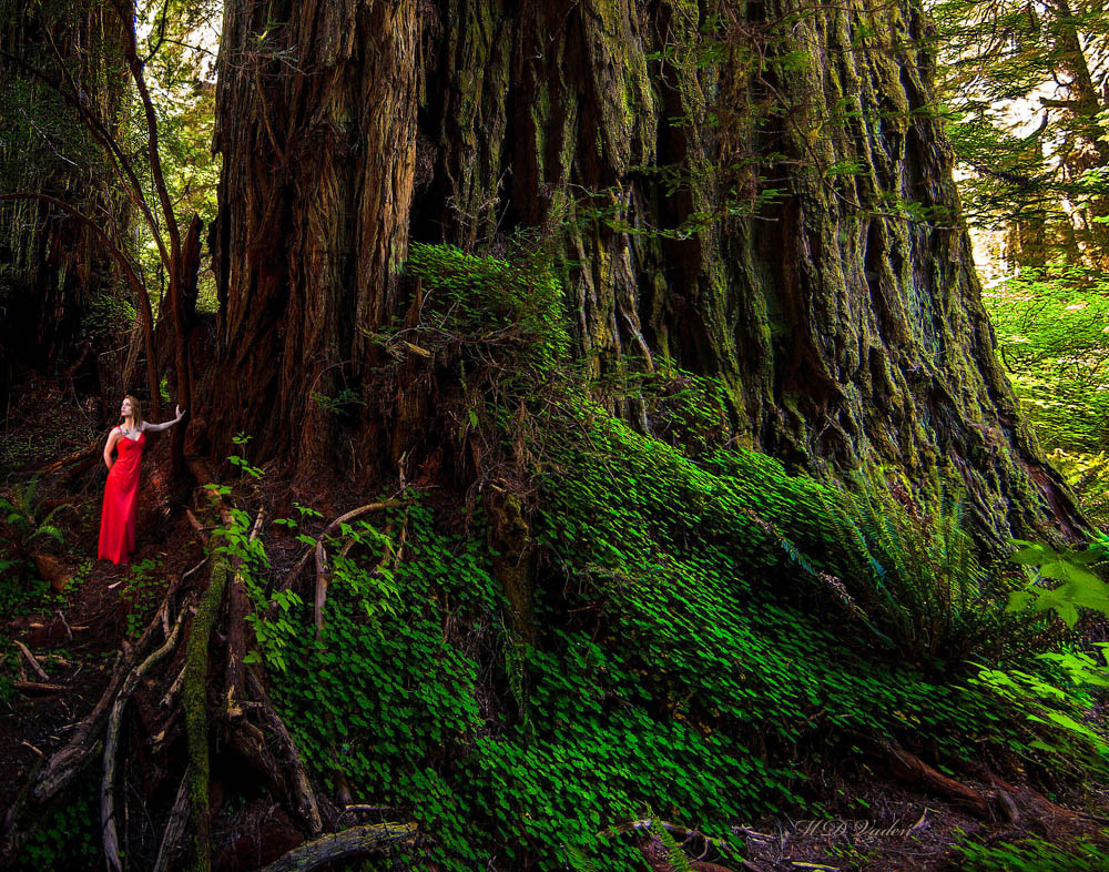 Lost Monarch Coast Redwood Tree in Grove of Titans