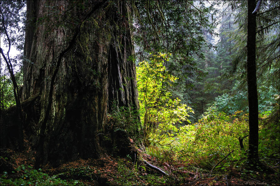 Coast Redwood Lost Monarch in the Grove of Titans