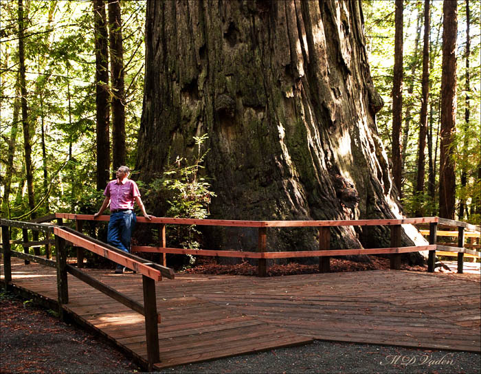 The Brotherhood Tree Coast Redwood at Trees of Mystery in Klamath, California