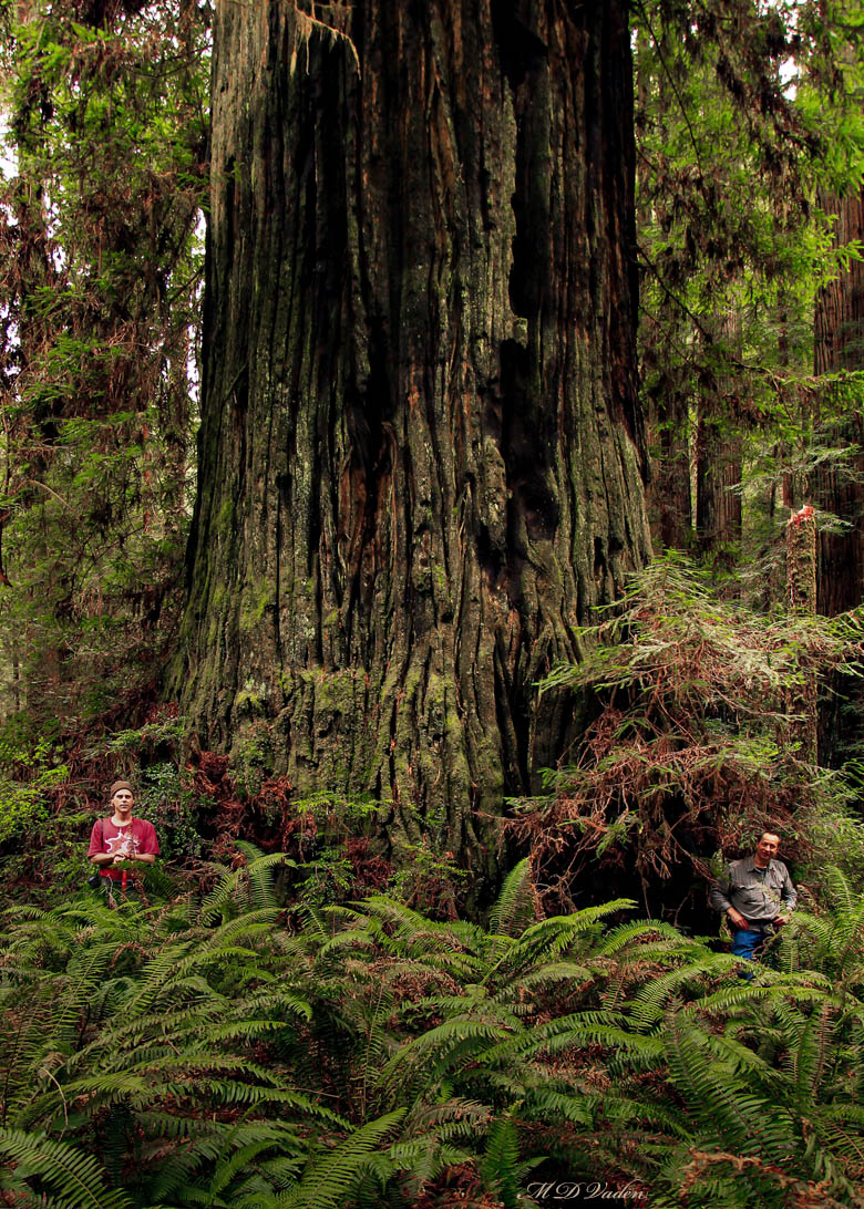 Brown Creek Giant Coast Redwood with Michael Taylor and Thomas