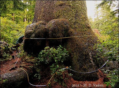 Huge Sitka Spruce in Oswald West State Park of Oregon