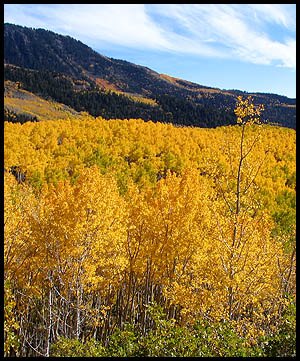 Quaking aspen, the same species as the Pando grove in Utah