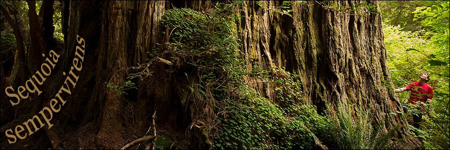 Tall Coast Redwoods along Hiking Trail.