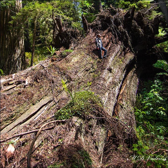 Dos Anos Fallen Coast Redwoods Giant in Redwood National and State Parks