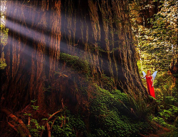 A fairy with wings in Redwood National and State Parks