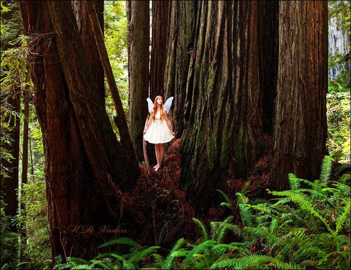 A fairy with wings in Redwood National Park