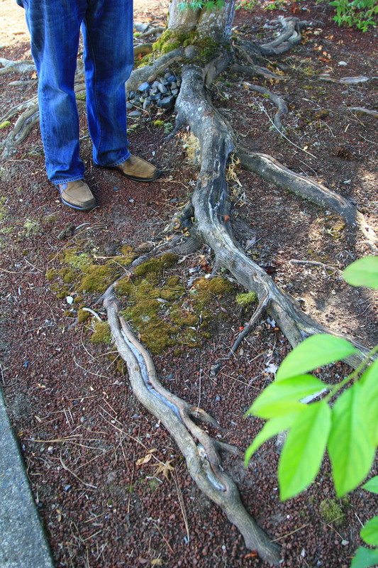 roots on ground