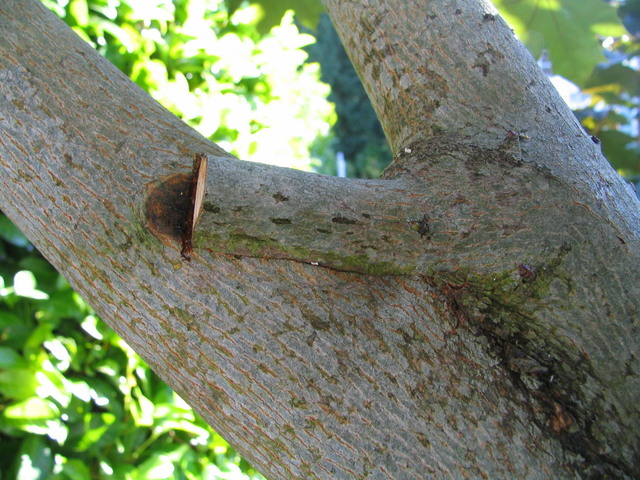 Branch and trunk