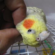 cockatiel bird, cockatiels