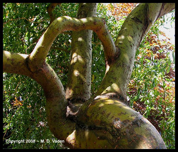 Self-grafting of Corkscrew Willow.
