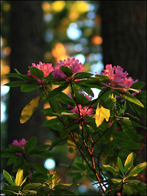 Rhododendrons can be photographed at Damnation Creek trail in the redwoods