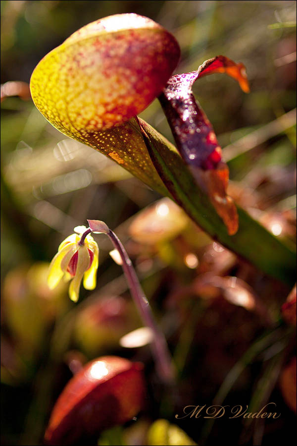 Cobra Lily in Coast Redwood Forest