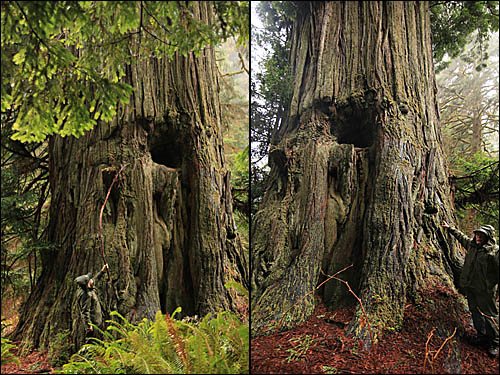 Drury Redwood spring board and logging, felling cuts